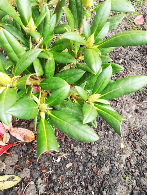 Whats Been Eating The Ends Of My Rhododendron Gardeninguk