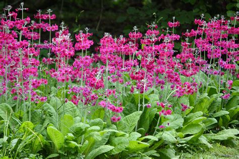 Image Result For Primula Candelabra Japanese Garden Plants Bog Garden