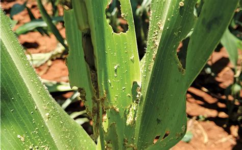 Fall Armyworm Larvae Can Cause Damage To Maize Farmers Weekly