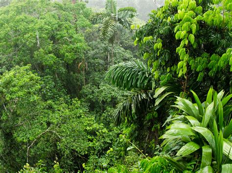 Amazon Rainforest Trees Facts