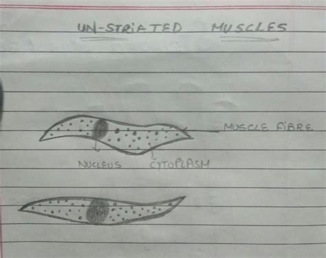 Studying these is an ideal first step before moving onto the this diagram depicts muscle of the body diagrams 744×1054 with parts and labels. Smooth Muscle Drawing at PaintingValley.com | Explore ...