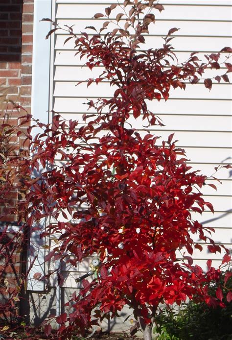 Looking forward, we estimate gdp growth rate in south korea to stand at 0.50 in 12 months time. Plant Inventory at 20 Timothy : Stewartia pseudocamellia ...