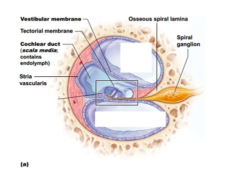 Cochlea Diagram Quizlet