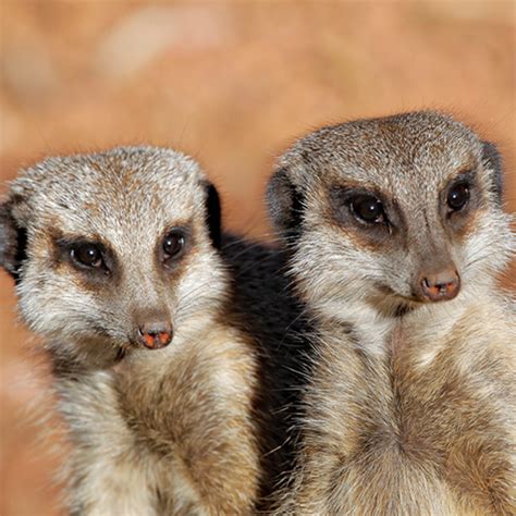 Adopt The Slender Tailed Meerkat Perth Zoo Shop