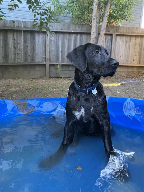 Stella - The Dogwood Animal Rescue Project