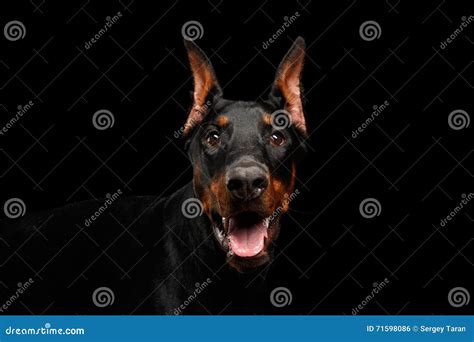 Closeup Doberman Pinscher Dog Looking In Camera On Isolated Black Stock