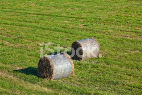 Hay Bales Stock Photo Royalty Free Freeimages