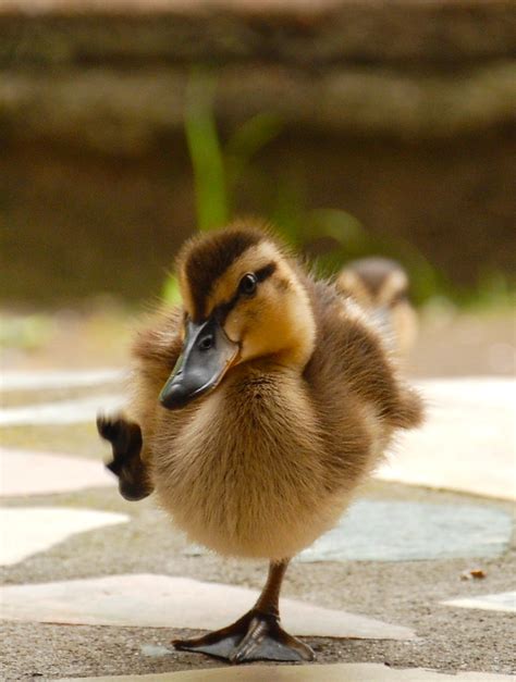 Baby Duck Pictures Download Free Images On Unsplash