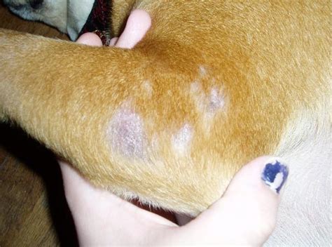 Scabies In Dogs Causes