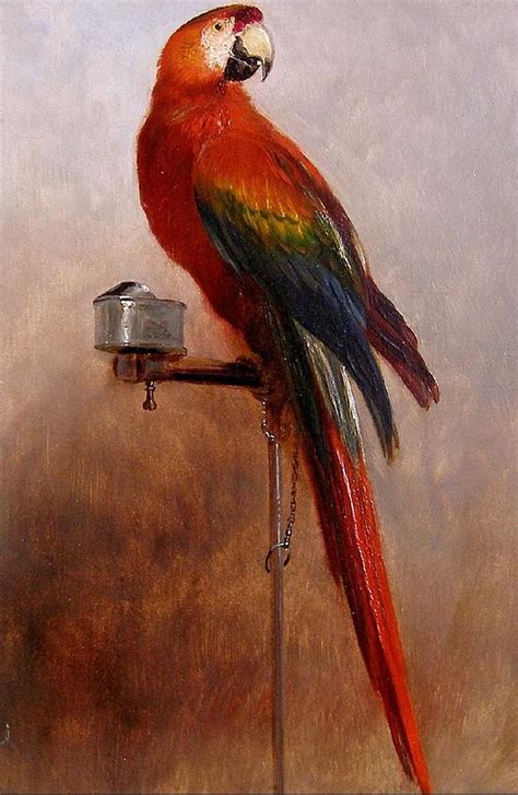 Study Of A Parrot Painting By George Cole Fine Art America