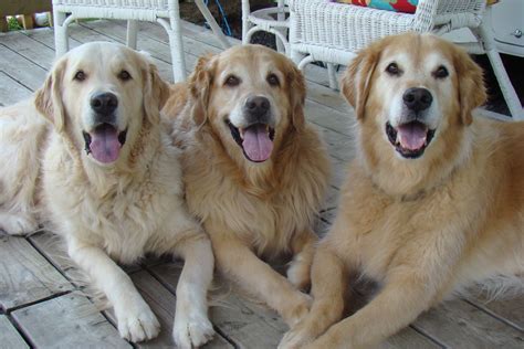 Happiness Is Living With 3 Goldens Retrievers Look At All Those Smiling