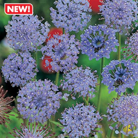 Didiscus Blue Lacemr Fothergills Flower Seeds
