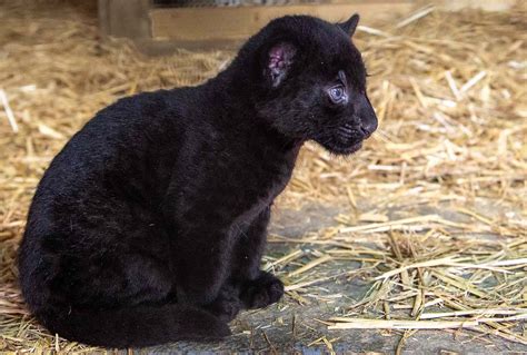 Rare Black Baby Jaguar Born At The Big Cat Sanctuary In England