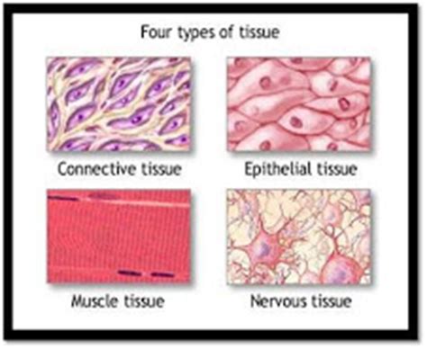 Biology Maranatha: LEVELS OF CLASSIFICATION