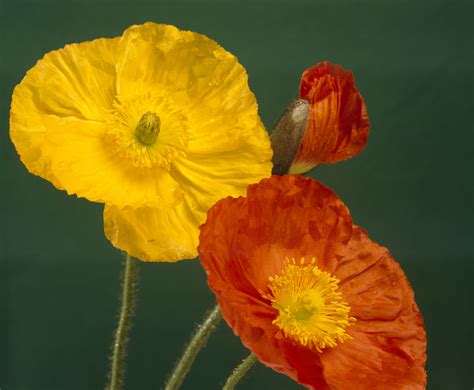Poppies, symbols of remembrance for World War I - Inside the Collection
