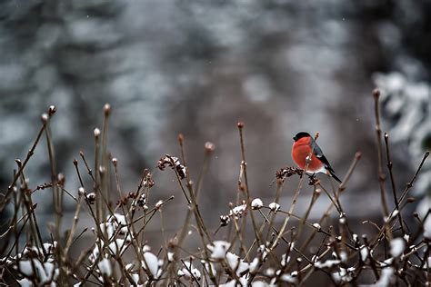 Winter Birds Wallpaper 66 Images