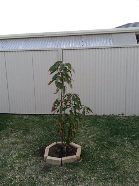 A popular way of increasing fruit production is to graft several varieties onto the one miniature fruit tree. Forum: Transplanted Mango Trees
