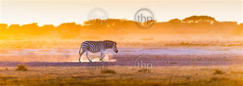 zebra at sunset in botswana africa with beautiful sunset light thpstock