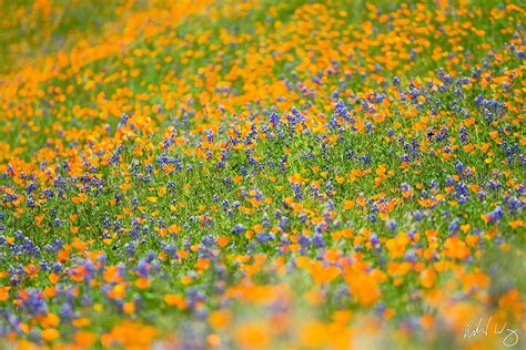 Merced River Canyon Wildflowers Photo Richard Wong Photography