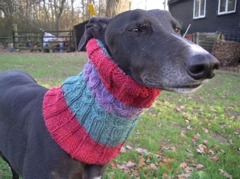 Greyhound Snood Greyhounds Rescue Dogs Ees Knitting Knits