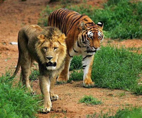 Indian Leopard Vs Bengal Tiger Dogs And Cats Wallpaper