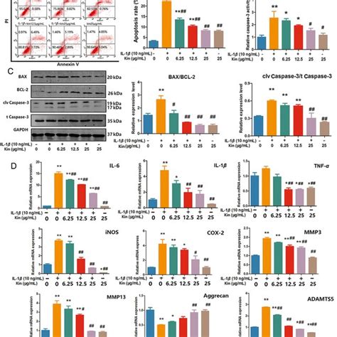 effects of kin on il 1β induced chondrocyte apoptosis and expression of download scientific