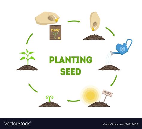 Planting Seed Banner Stages Growth Plant Vector Image