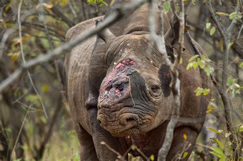 Can Fake Rhino Horn Stop The Poaching Of A Species At Risk