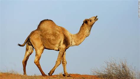 Австралид мянган тэмээг устгалд оруулахаар болжээ