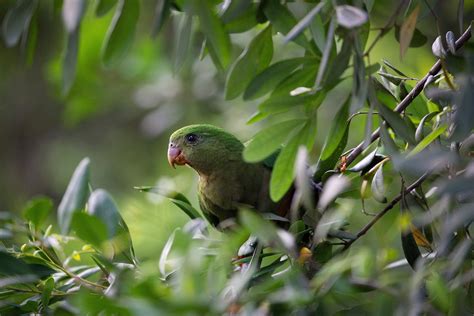 Female Australian King Parrot Alisterus Scapularis Birdphotography