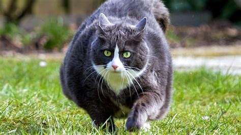 How Much Overweight Cats Need To Be Fed To Lose Weight
