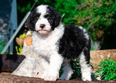 Puppies are $3500 fill out a puppy application to get more info on our puppies. Mountain Rose Bordoodles! #bordoodle #borderdoodle # ...