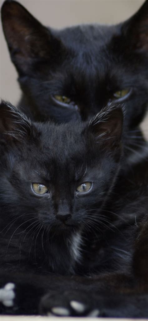 배경 화면 검은 고양이 두 마리 3840x2160 Uhd 4k 그림 이미지