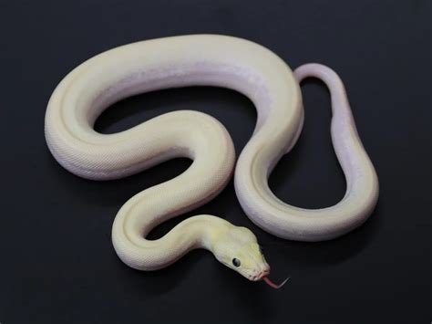 Ivory 50 Het Albino Labyrinth Green Granite Burmese Python By Jason