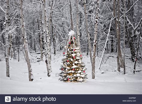 Decorated Christmas Tree In Front Of A Snow Covered Birch