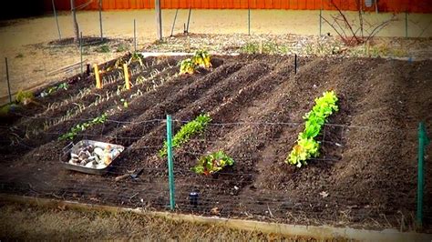 In northern ireland, up to six people from two households can meet in private homes (and stay overnight) and 15 people (including children) from no more than five households can meet in private gardens. The "Plan" for our Vegetable Garden this Year - YouTube