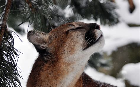 Puma Cougar Mountain Lion Snow Face Mustache Predator