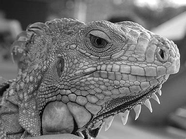 Gimp Make Black And White Not Grayscale - Gimp Convert To Black And White (1 Bit)