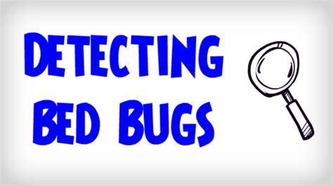 Ultimate Guide On How To Detect Bed Bugs Detecting A Bed Bug
