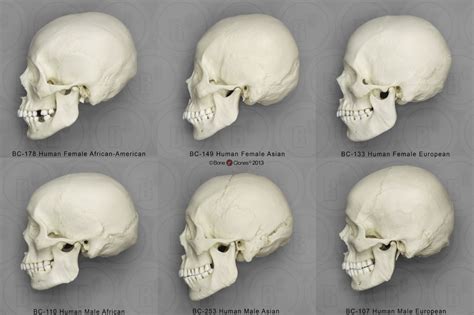 Anthropology Skull Format Identification Stormfront