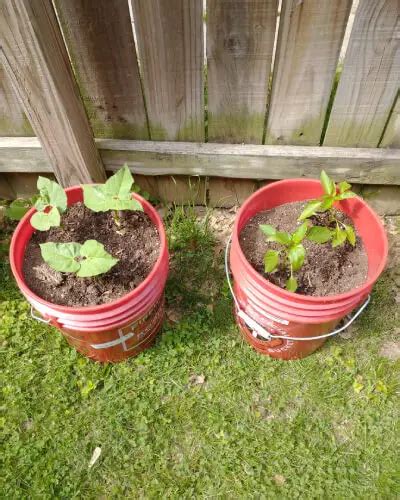 Growing Bell Peppers In Pots Step By Step Tips For Success