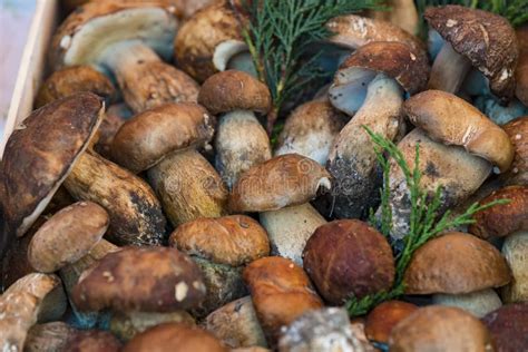 Background Of Mushrooms On The Market In Milan In Italy Stock Photo
