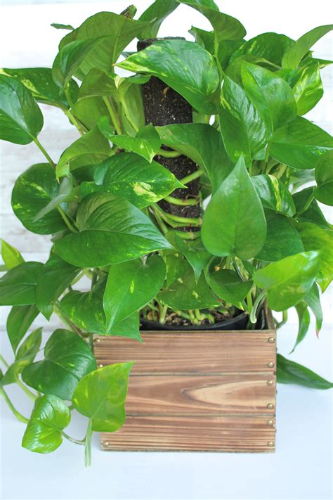 Easy To Grow Indoor Vine Plants