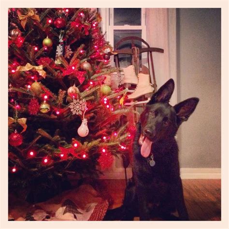 17 Best Images About Black German Shepherds On Pinterest Christmas