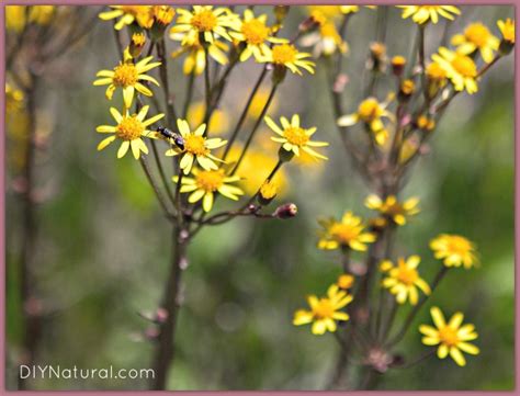Some will make it, others. Learn How To Attract Bees and Other Pollinators Naturally
