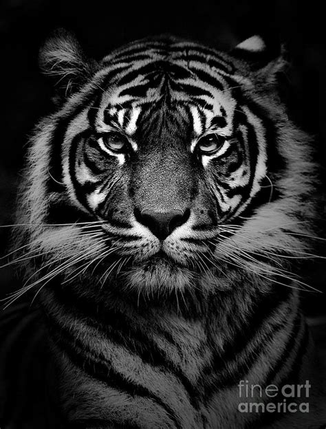 Sumatran Tiger Photograph By Sheila Smart Fine Art Photography Fine