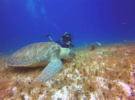 Scuba Diving Cozumel Scuba 10 Playa Del Carmen Cancun