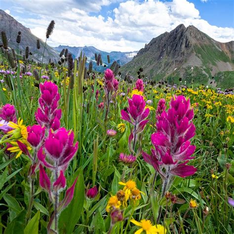 Alpine Wildflowers In Colorado Wildblumen Blumen Colorado