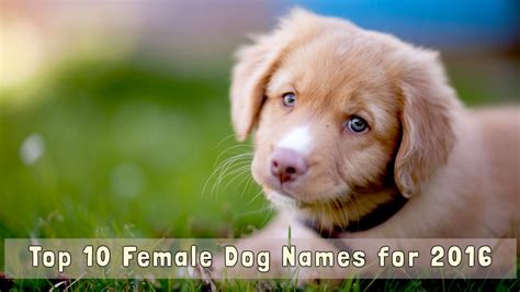 Top 10 Female Dog Names For 2016 Youtube