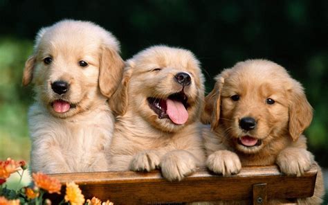 38 Cute Dog Pictures